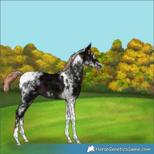 Horse Color:Midnight Liver Chestnut Ice Splash Tobiano 