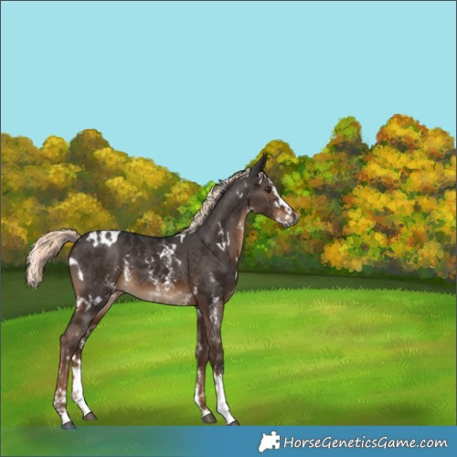 Horse Color:Gray White Spotted Liver Chestnut Mushroom Sabino 