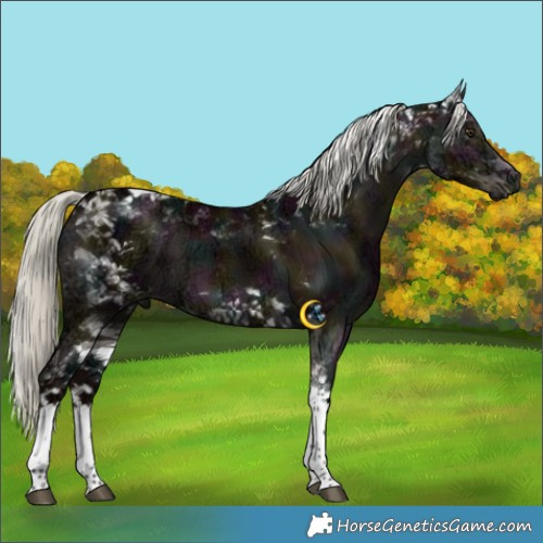 Horse Color:White Spotted Midnight Liver Red Dun Ice Mushroom Tobiano 