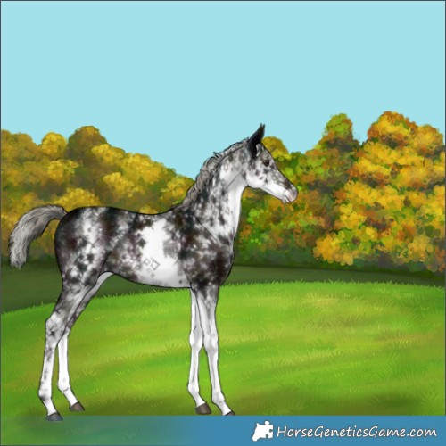 Horse Color:White Spotted Midnight Liver Chestnut Ice Mushroom Rabicano 