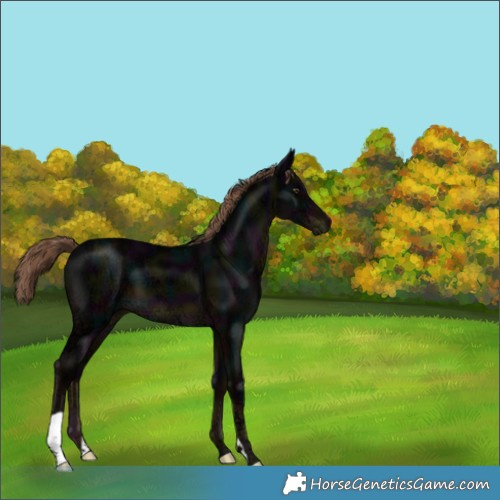 Horse Color:Midnight Liver Chestnut Ice 