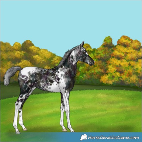 Horse Color:Platinum Midnight Liver Red Dun Ice Mushroom Splash Tobiano 