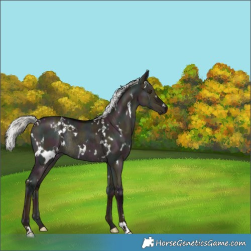 Horse Color:White Spotted Midnight Liver Red Dun Mushroom Rabicano Brindle 