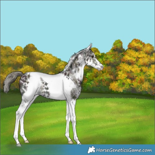 Horse Color:White Spotted Midnight Liver Red Dun Mushroom Tobiano Brindle 