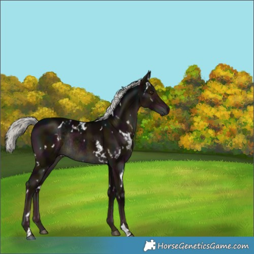 Horse Color:White Spotted Midnight Liver Chestnut Mushroom Rabicano 