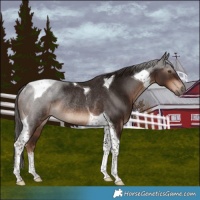 Horse Color:Liver Chestnut Tobiano Rabicano 