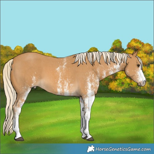 Horse Color:White Spotted Palomino 