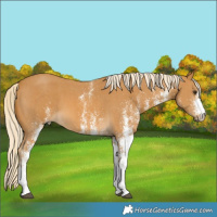 Horse Color:White Spotted Palomino 