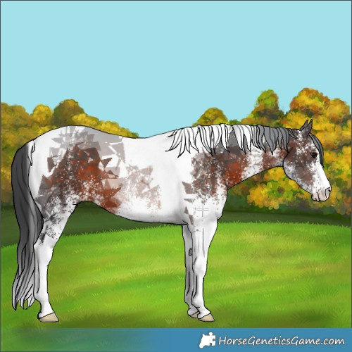 Horse Color:White Spotted Brown Tobiano 