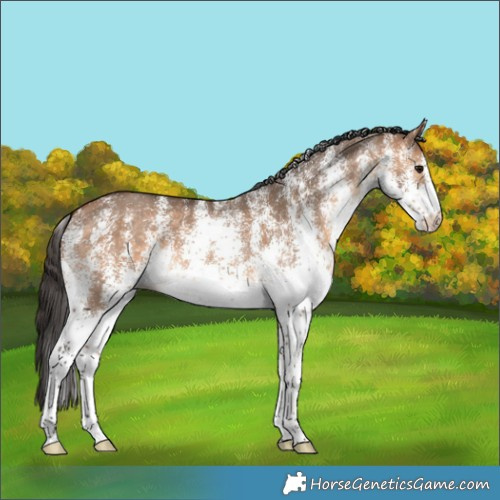 Horse Color:White Spotted Bay Dun 