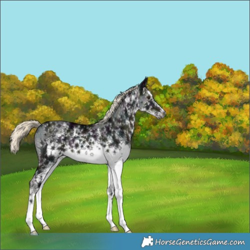 Horse Color:Gray White Spotted Midnight Liver Chestnut Ice Mushroom Sabino 