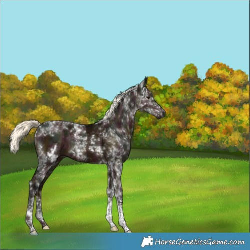 Horse Color:Gray White Spotted Midnight Liver Red Dun Mushroom Tobiano 