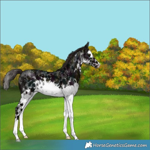 Horse Color:White Spotted Midnight Liver Chestnut Ice Sabino Splash 