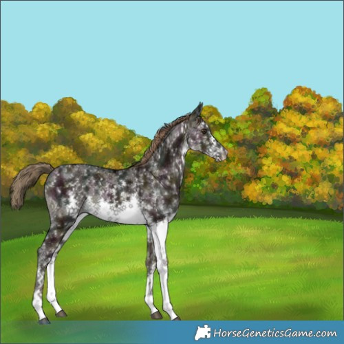 Horse Color:White Spotted Midnight Liver Red Dun Sabino Brindle 