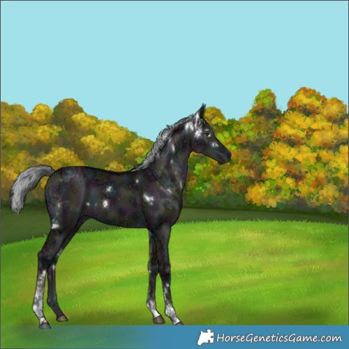 Horse Color:Platinum White Spotted Midnight Liver Red Dun Ice Mushroom Tobiano 