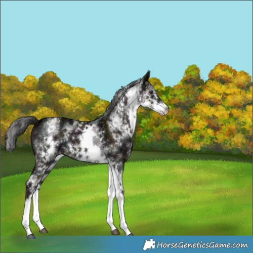 Horse Color:White Spotted Midnight Liver Red Dun Ice Brindle 