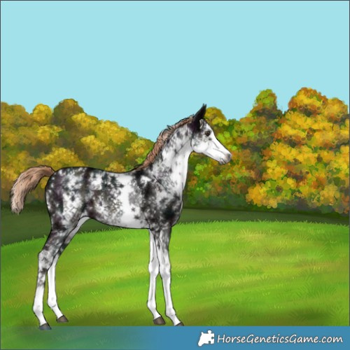 Horse Color:Gray White Spotted Midnight Liver Chestnut Ice Splash 