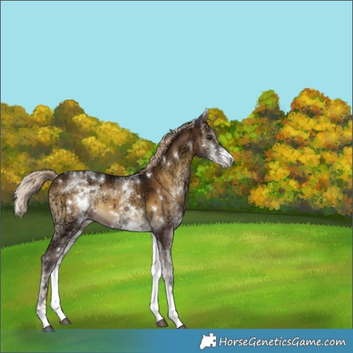 Horse Color:White Spotted Chocolate Palomino Ice Onyx 