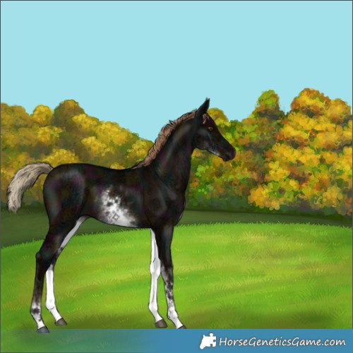 Horse Color:White Spotted Midnight Liver Red Dun Ice Brindle 