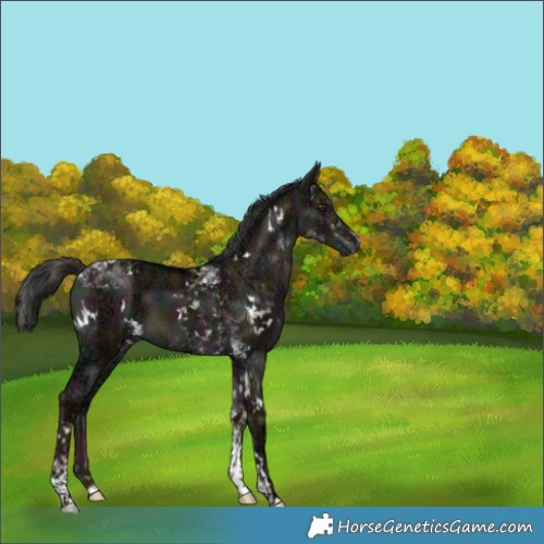 Horse Color:Gray White Spotted Midnight Liver Red Dun Ice Tobiano 