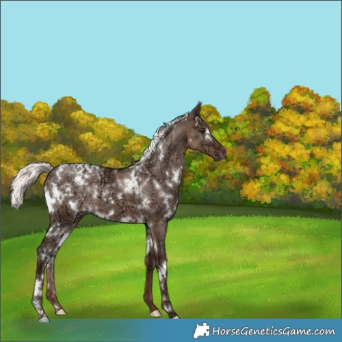 Horse Color:White Spotted Liver Red Dun Ice Mushroom 