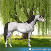 Horse Color:Platinum White Spotted Liver Red Dun Roan