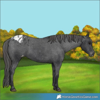 Horse Color:Black Appaloosa Rabicano 