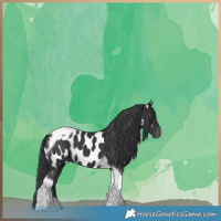 Horse Color:Black Tobiano Near Leopard 