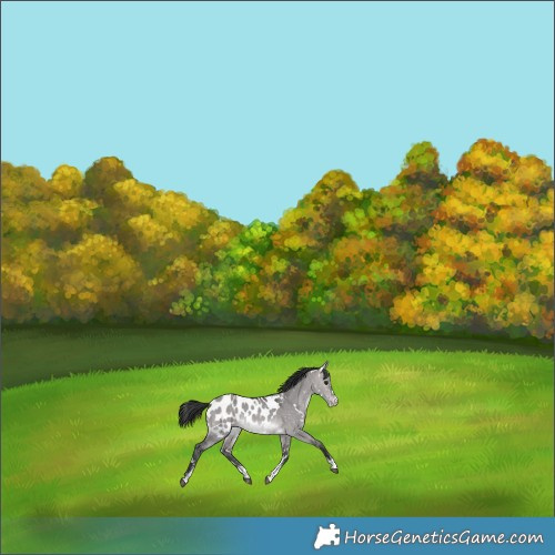 Horse Color:Platinum White Spotted Brown Dun Sabino Appaloosa 