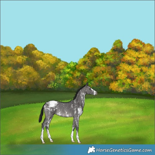 Horse Color:Gray Platinum Brown Dun Sabino Appaloosa Rabicano 