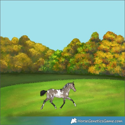 Horse Color:White Spotted Brown Dun Appaloosa 