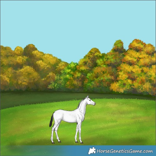 Horse Color:Gray Platinum Brown Dun Appaloosa 