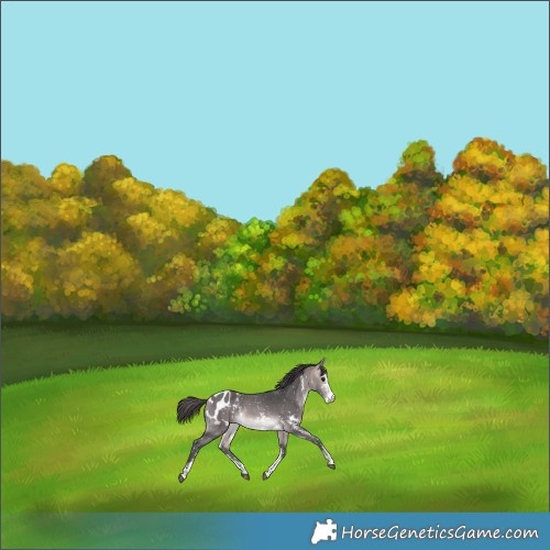 Horse Color:Platinum Buckskin Sabino Appaloosa 