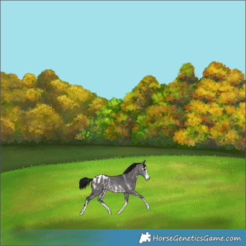 Horse Color:Gray Platinum Brown Dun Sabino Appaloosa 