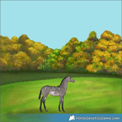 Horse Color:Platinum White Spotted Brown Dun Rabicano 