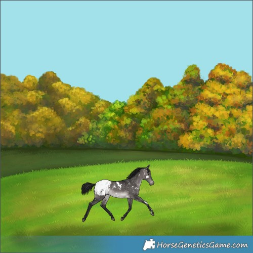 Horse Color:Gray Platinum White Spotted Bay Dun Appaloosa 