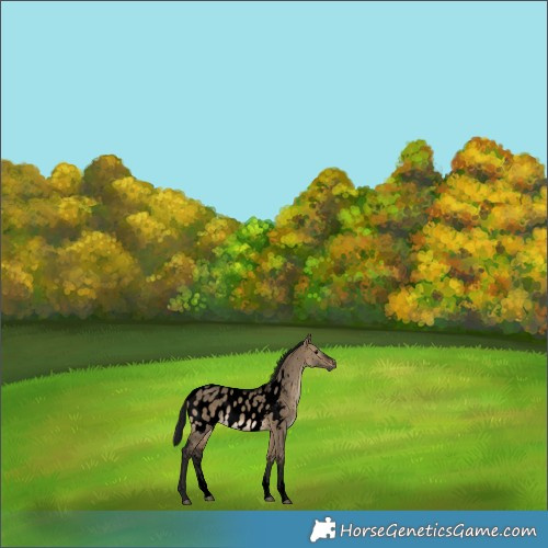 Horse Color:Gray Void Brown Dun Sabino Appaloosa 