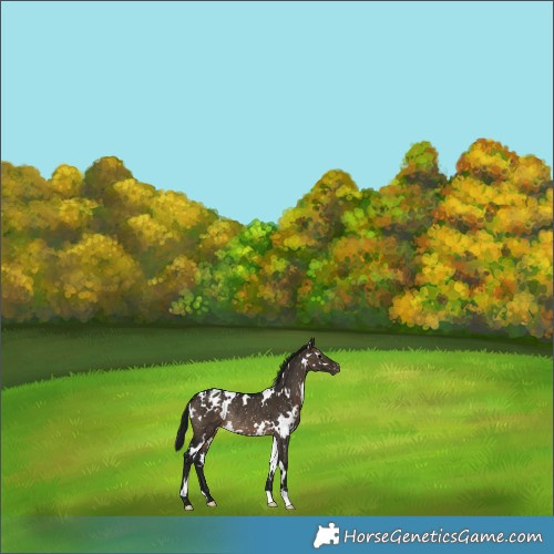 Horse Color:Gray White Spotted Brown Dun Snowflake Varnish Rabicano 