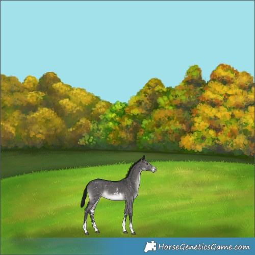 Horse Color:Gray Platinum Brown Dun Sabino Appaloosa Rabicano 