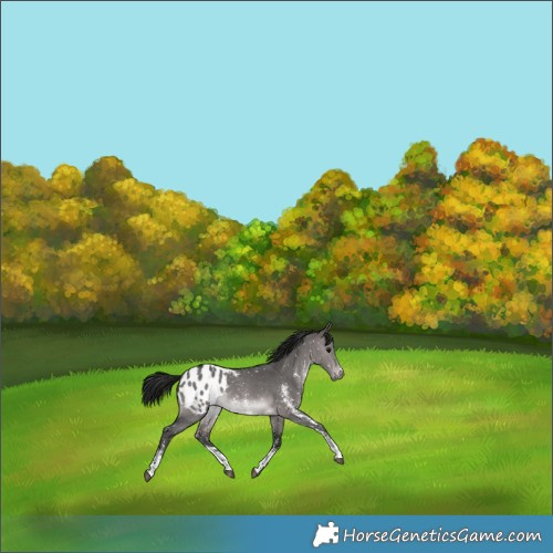 Horse Color:Gray Platinum Bay Dun Sabino Appaloosa 