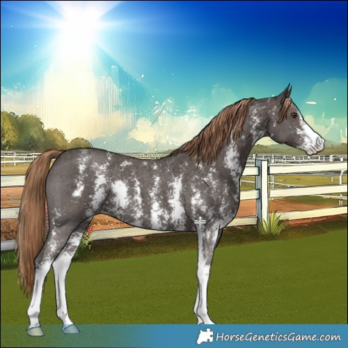 Horse Color:Liver Chestnut Sabino 