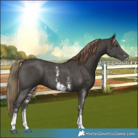 Horse Color:Liver Chestnut Sabino 