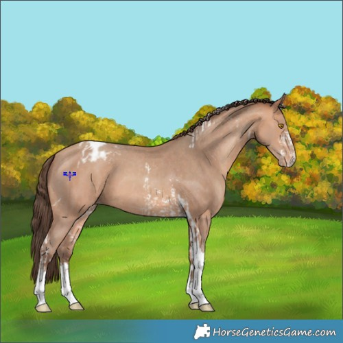Horse Color:Amber Champagne Sabino Tobiano Appaloosa  and Amber Champagne Sabino Tobiano Appaloosa 