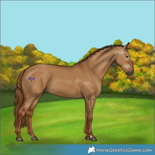 Horse Color:Gray Red Dun 