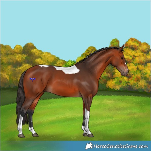 Horse Color:Bay Tobiano 
