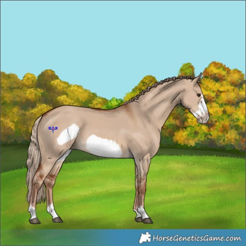 Horse Color:Red Dun Frame 