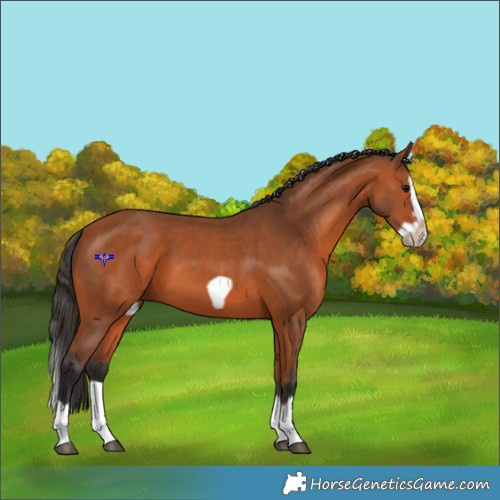 Horse Color:Bay Splash Frame 