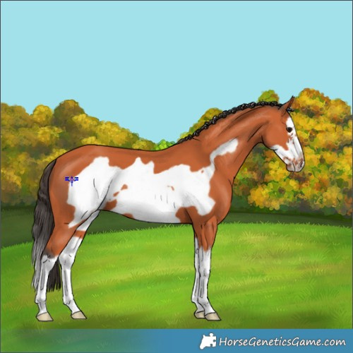 Horse Color:Bay Splash Frame 