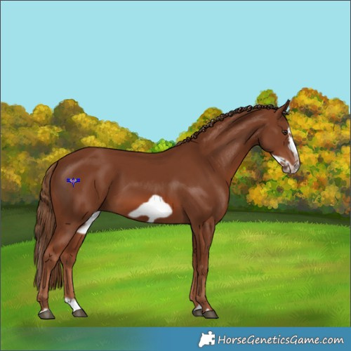 Horse Color:Chestnut Splash Frame 