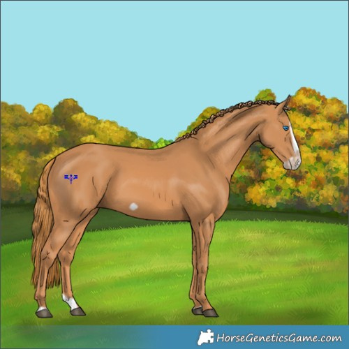 Horse Color:Chestnut Splash Frame 